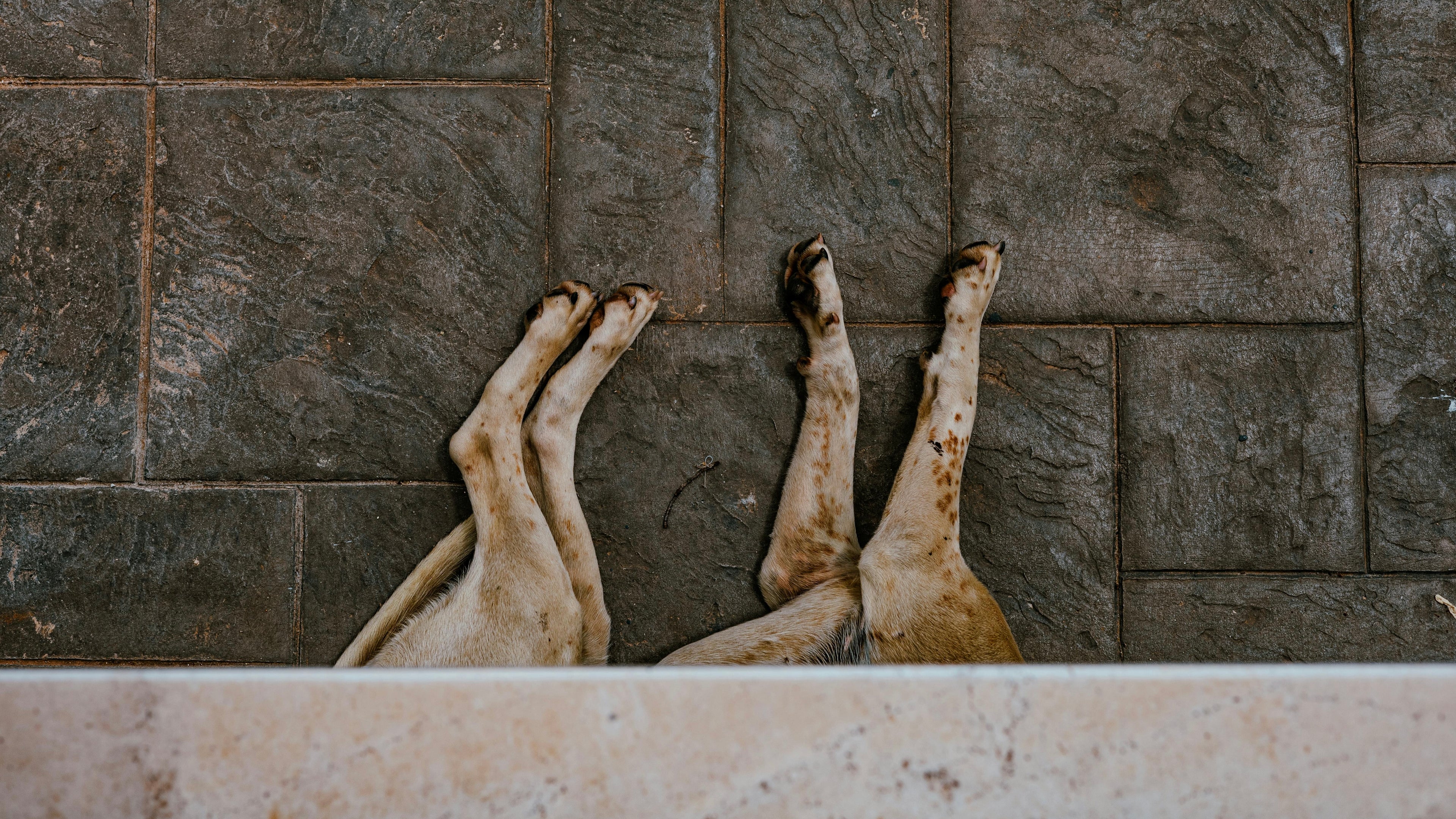 A Protocol for Overwhelm: Simple Steps to Stay Grounded