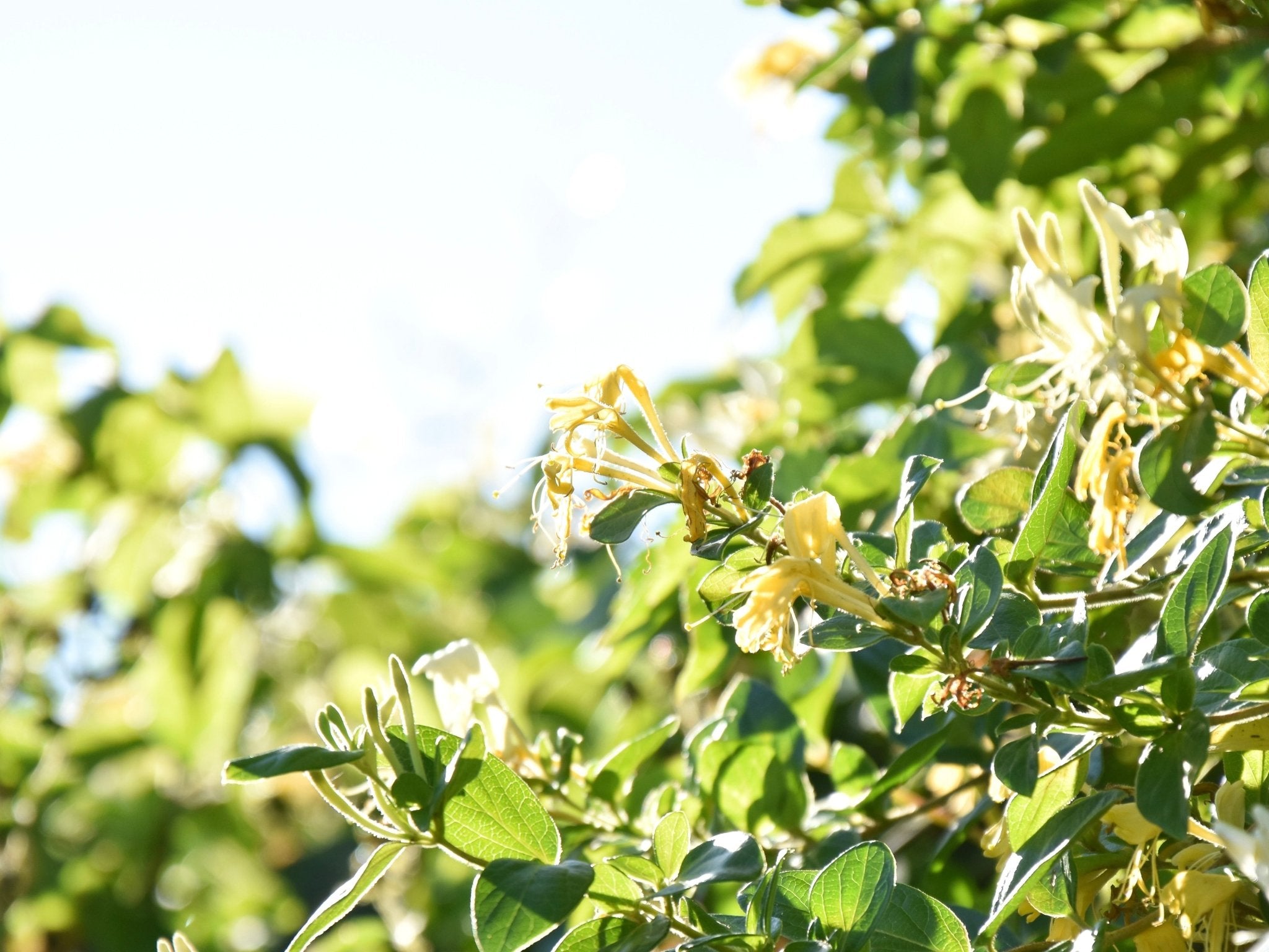 ARIES SEASON FIELD GUIDE - Ardent Market