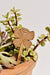 Find Your Wings Butterfly Wood Plant Pick -Hereafter - Ardent Market
